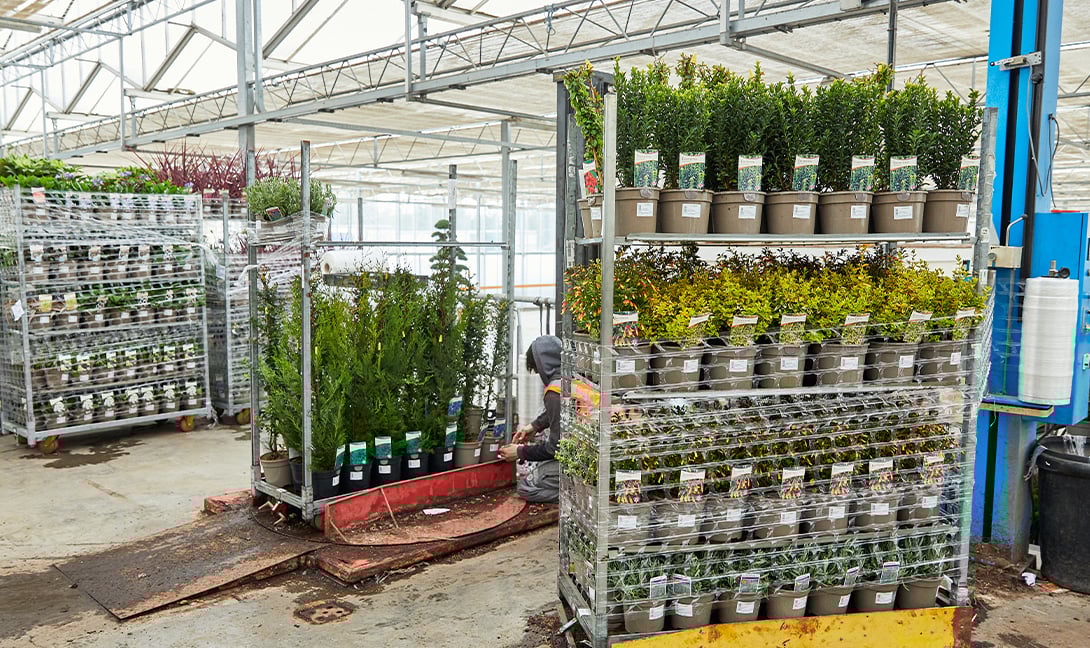 Quality Wyevale Nurseries