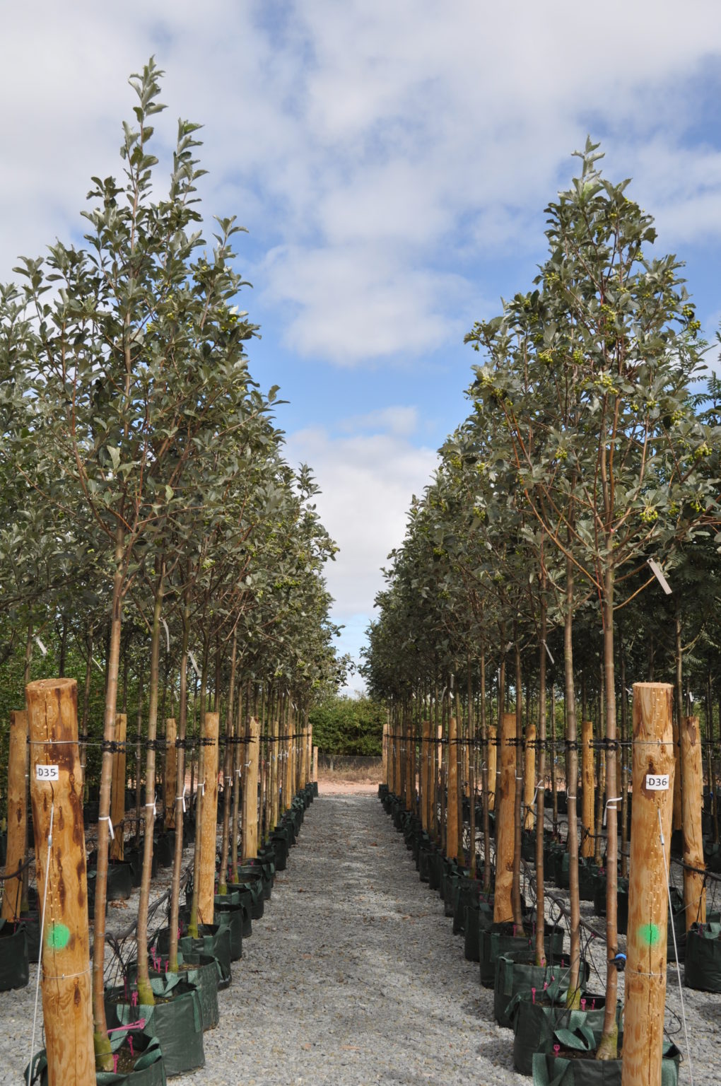 Horticultural & Wholesale Plant Suppliers | Wyevale Nurseries