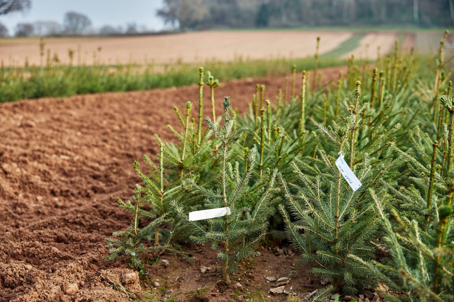 Hedging & Forestry Wholesale Nursery Wyevale Nurseries